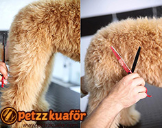 Makasla Hayvan Tüy Kesim Ustalığı makasla hayvan tüy kesim ustalığı